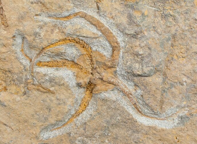 Fossil Starfish from Kaid rami, Morocco #9751